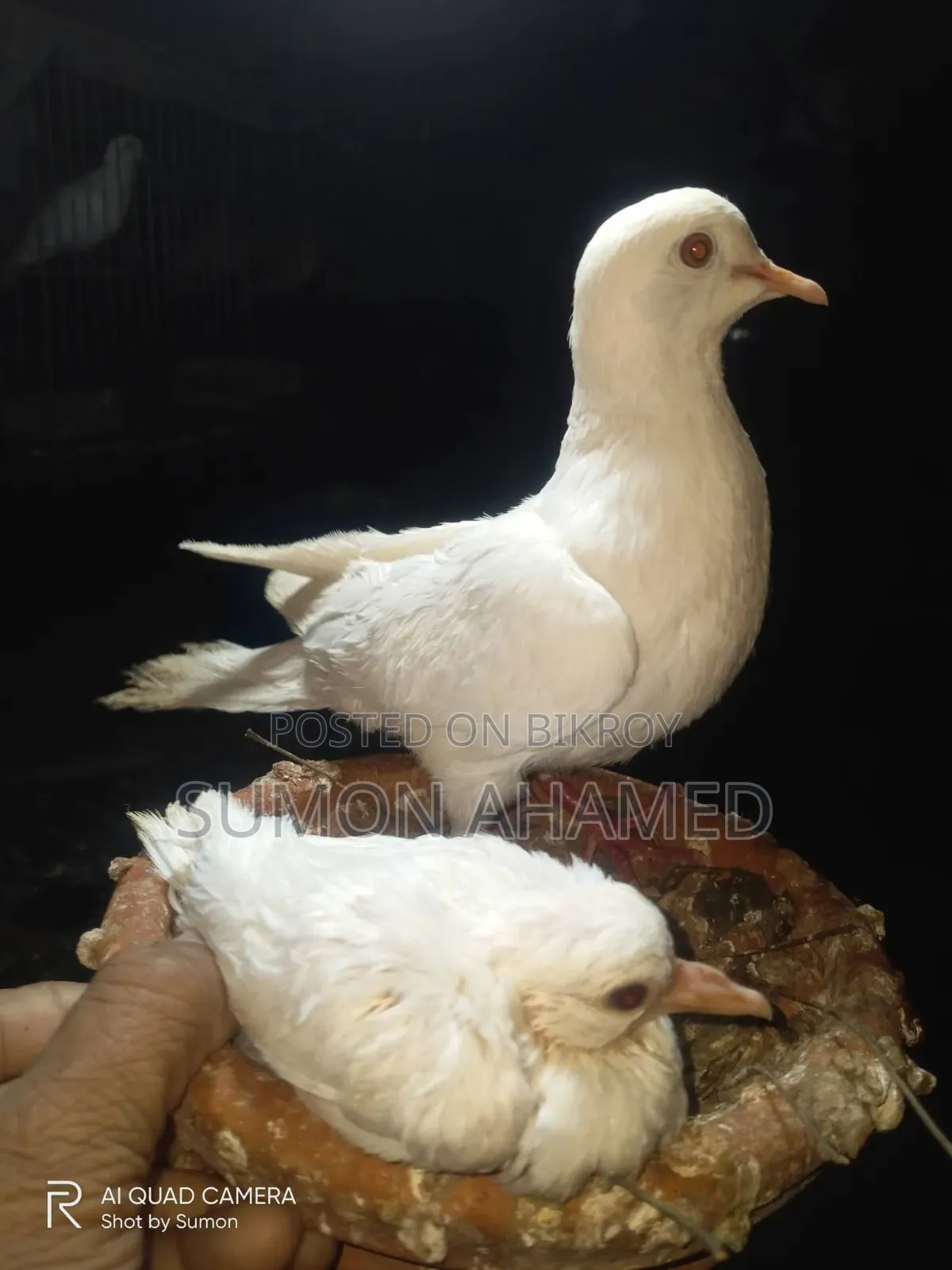 White Silk Dove