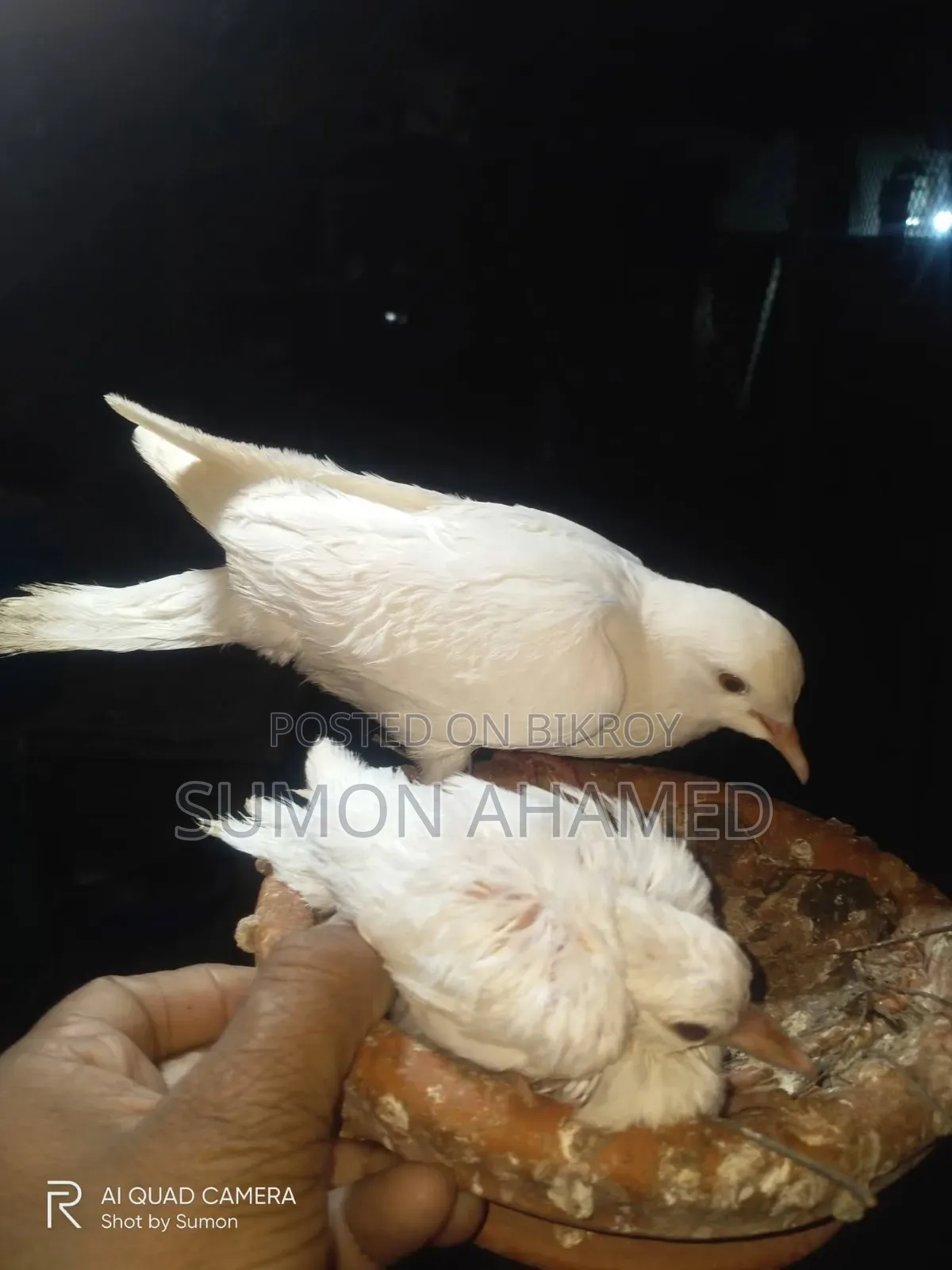 White Silk Dove