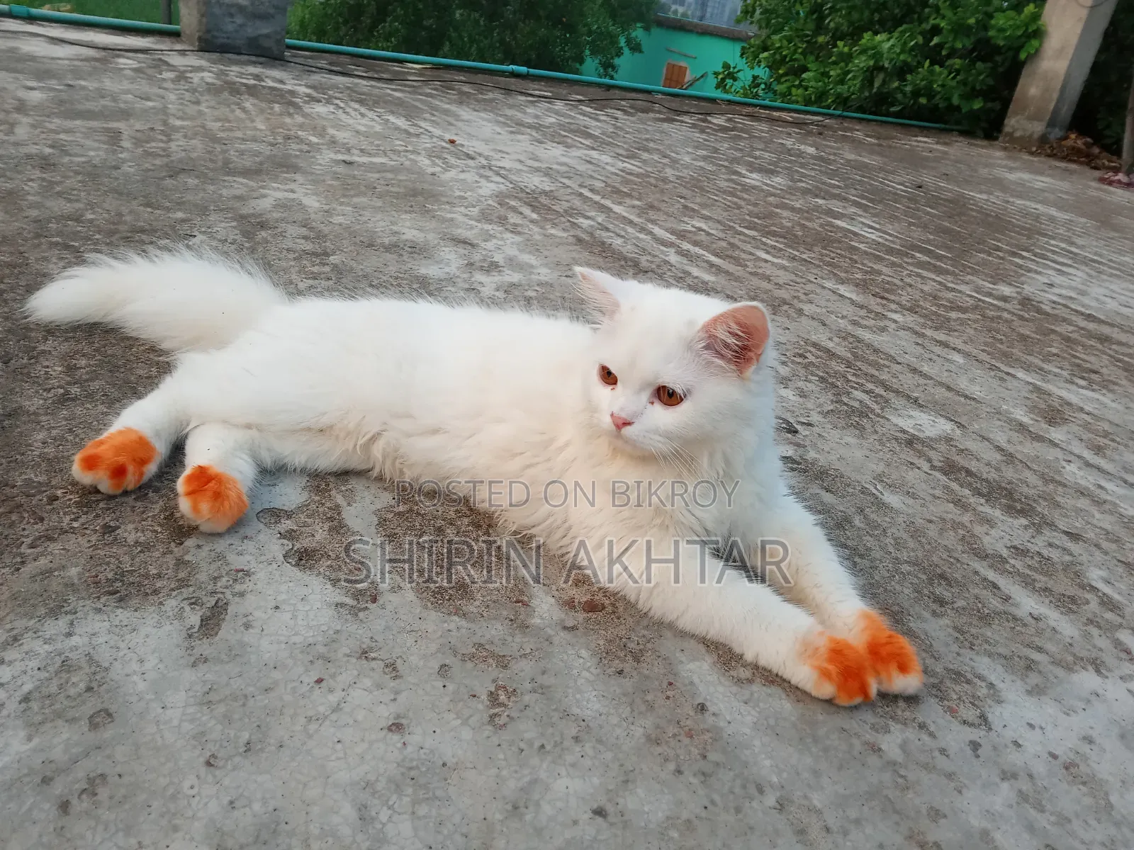 6-12 Months Male Purebred Persian Cat