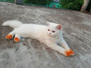 6-12 Months Male Purebred Persian