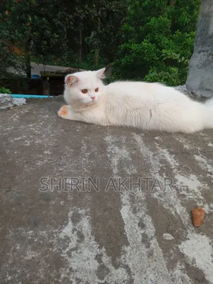 6-12 Months Male Purebred Persian Cat