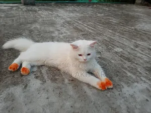 6-12 Months Male Purebred Persian Cat