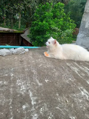 6-12 Months Male Purebred Persian Cat