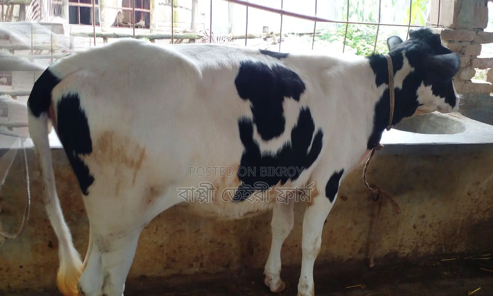 Buy a Heifer for Rearing