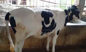 Buy a Heifer for Rearing
