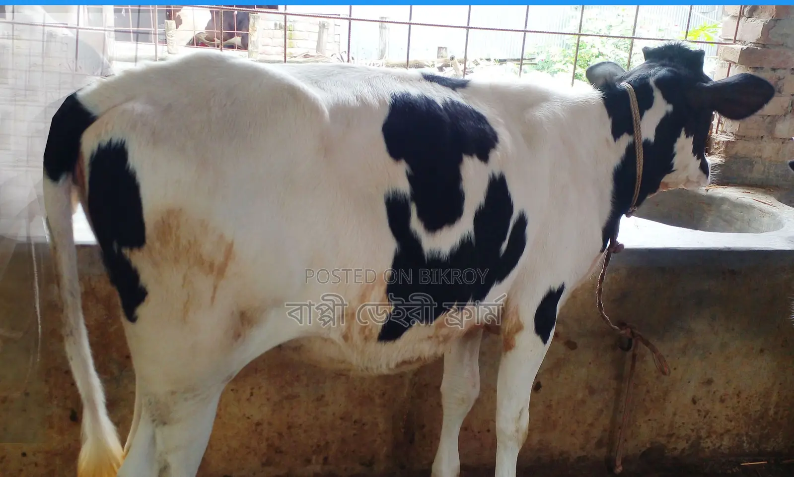 Buy a Heifer for Rearing