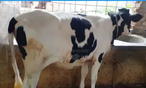 Buy a Heifer for Rearing