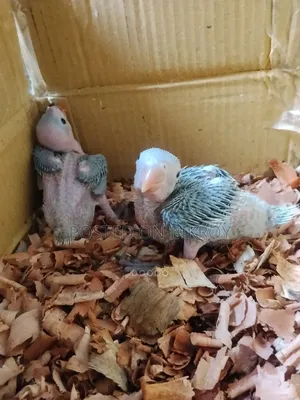 Ringneck Baby Sell