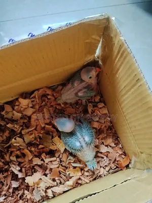Ringneck Baby Sell