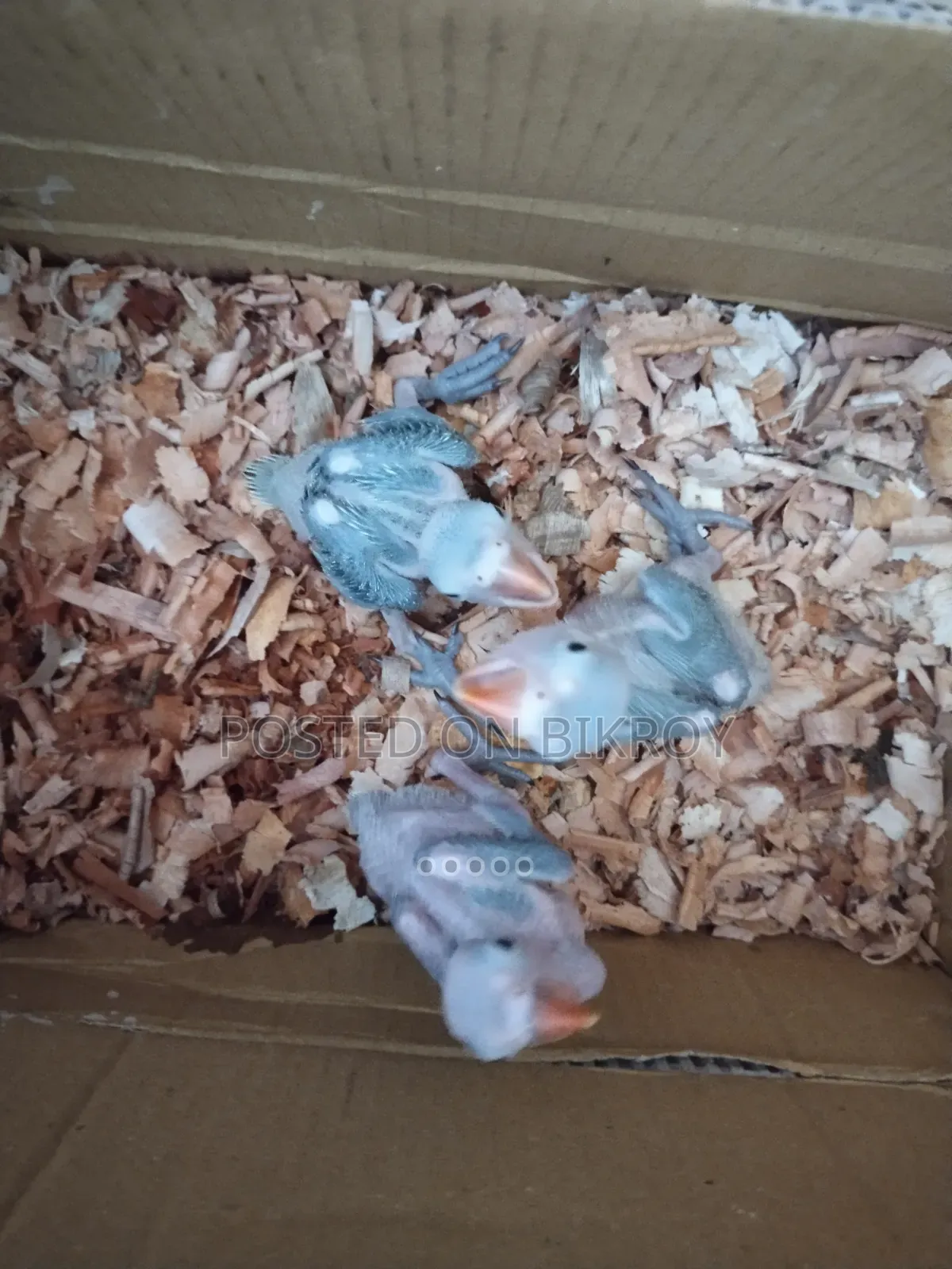 Ringneck Baby Sell
