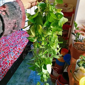 Money plant for sale