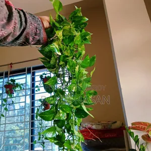 Money plant for sale