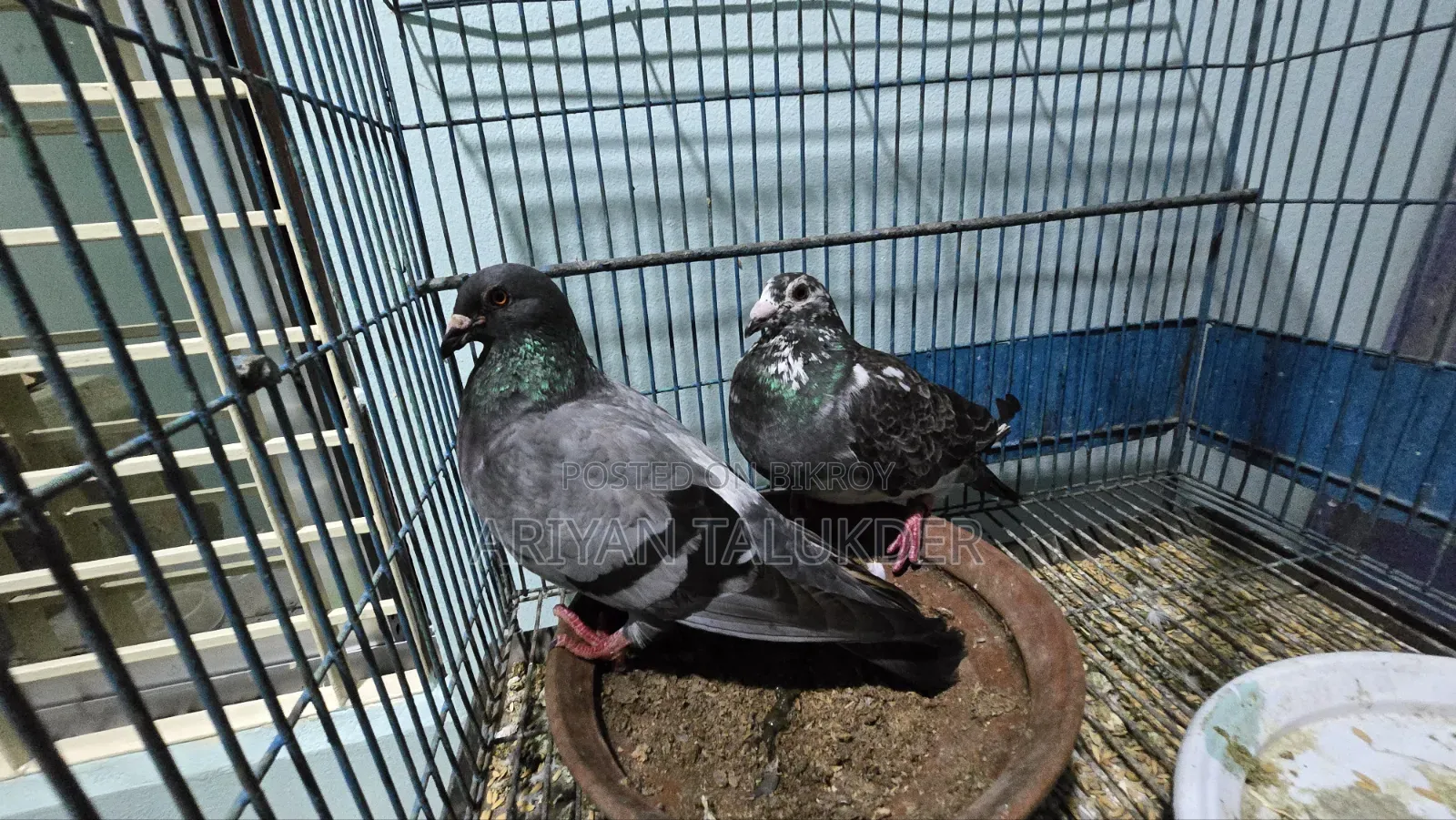 Running Pigeon
