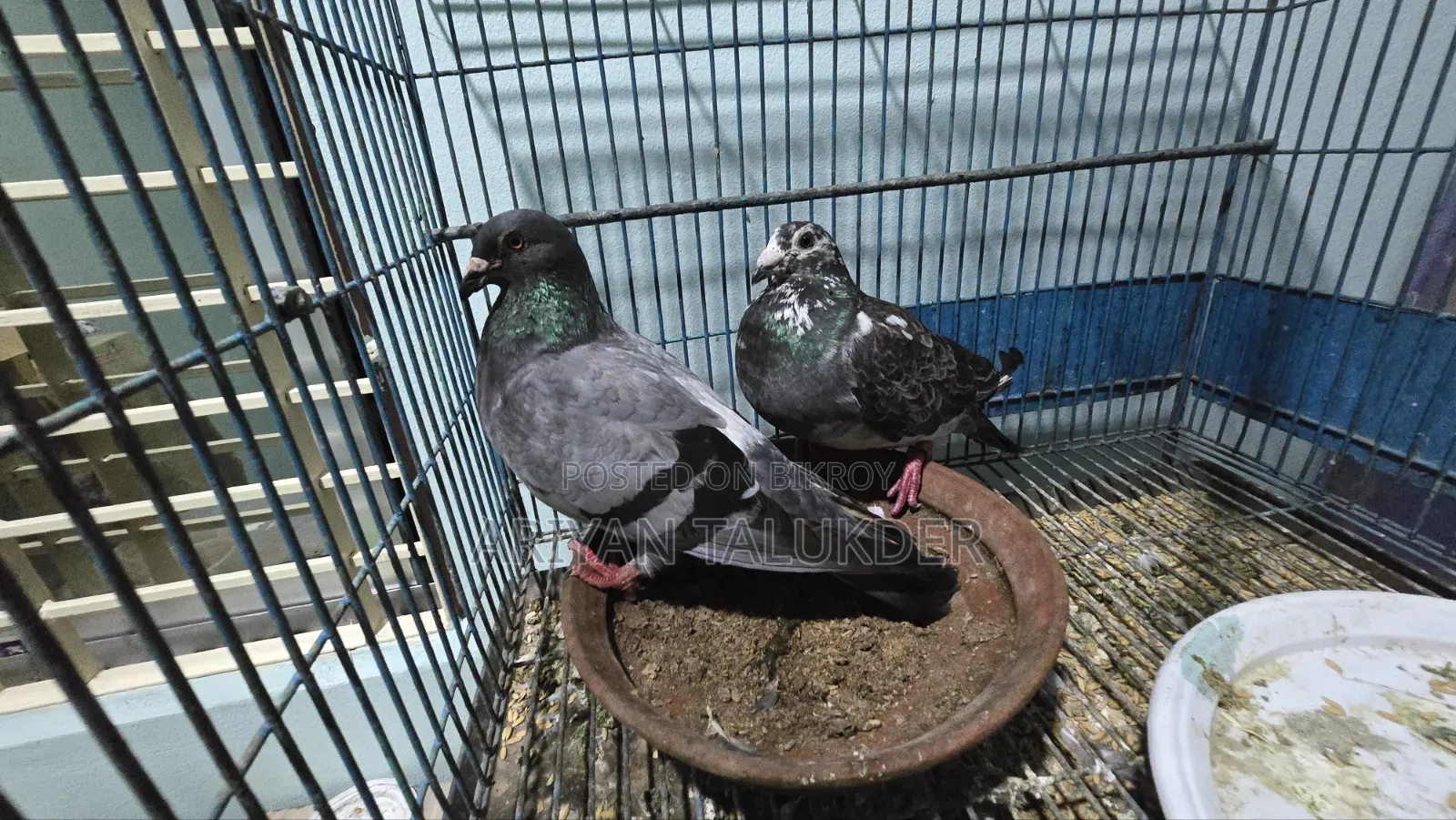 Running Pigeon