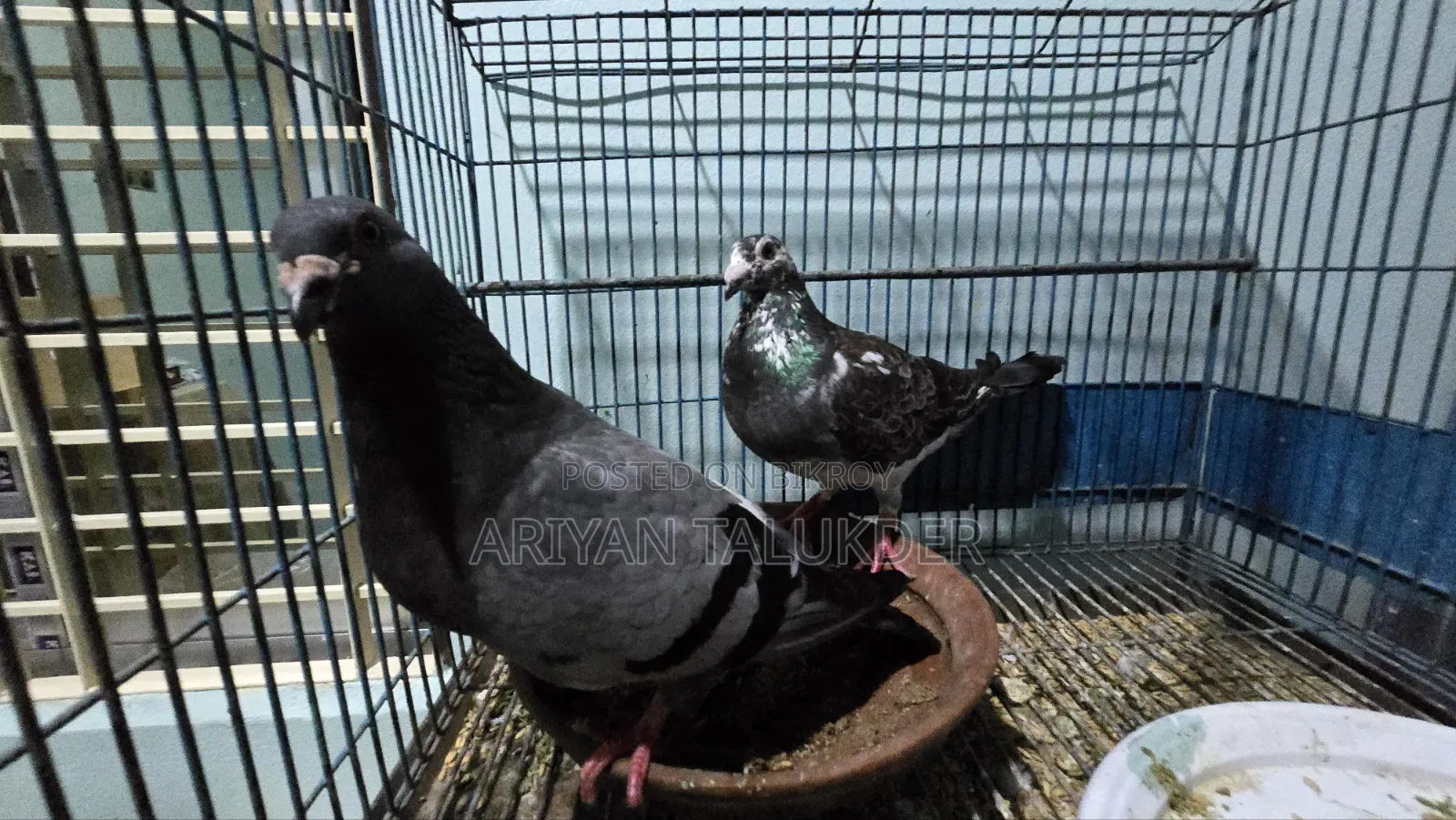 Running Pigeon