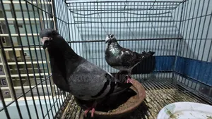 Running Pigeon