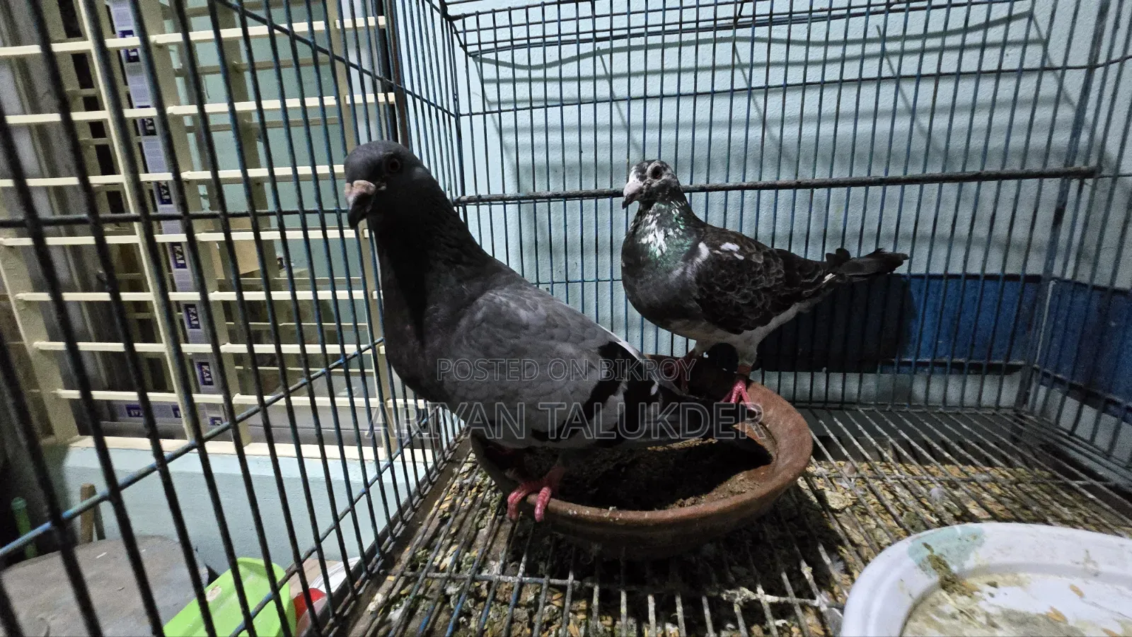 Running Pigeon