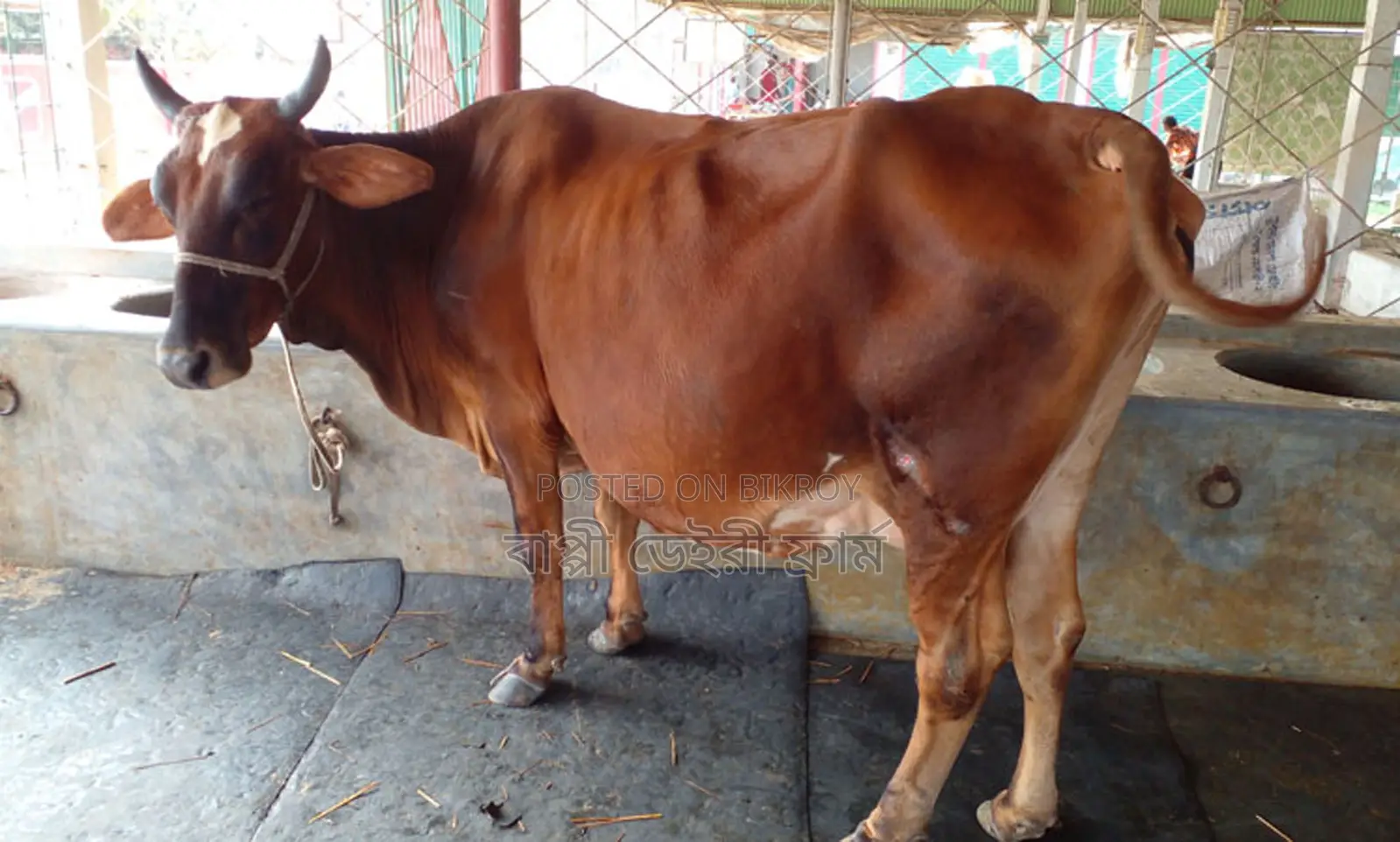 Buy 99% Guaranteed Cow No. 1333.