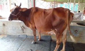 Buy 99% Guaranteed Cow No. 1333.