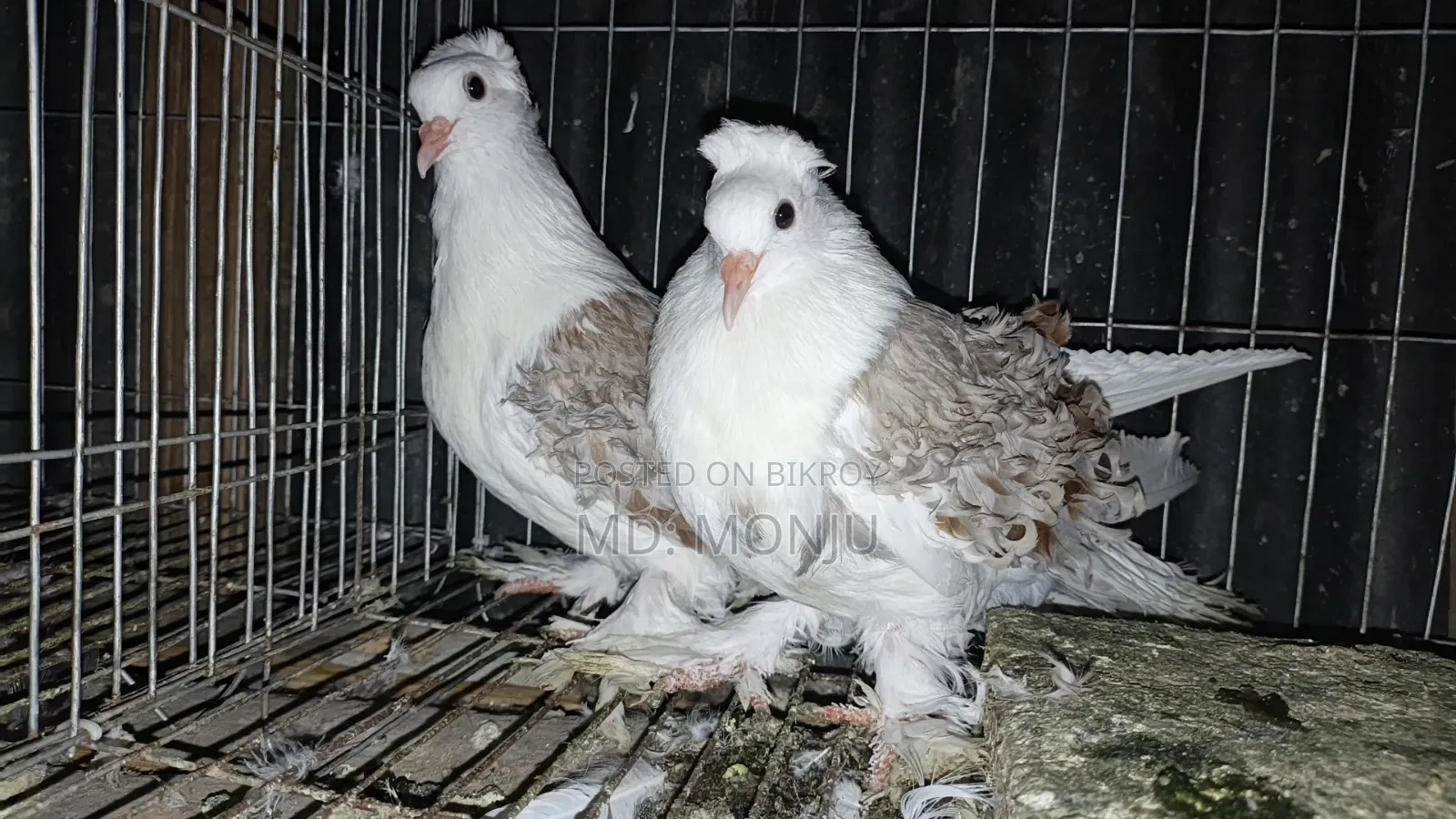 Selling pigeons because I need money
