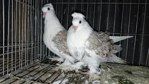 Selling pigeons because I need money