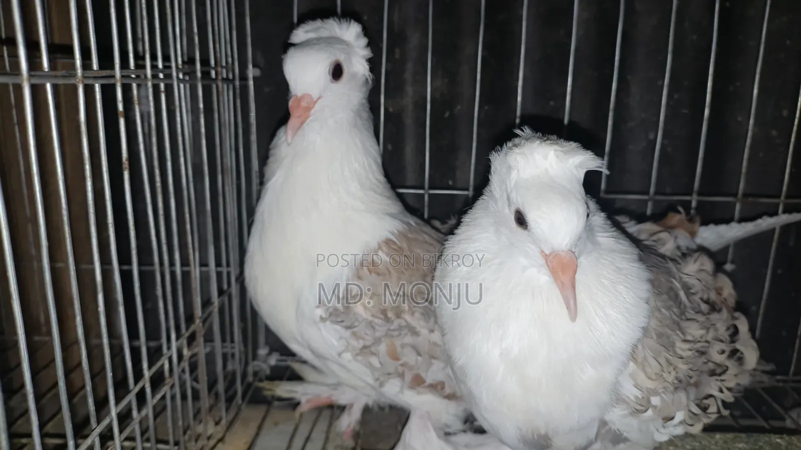 Selling pigeons because I need money