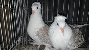 Selling pigeons because I need money