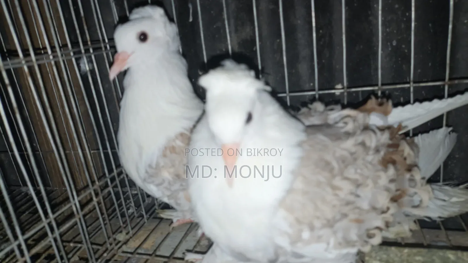 Selling pigeons because I need money