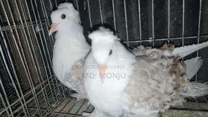 Selling pigeons because I need money