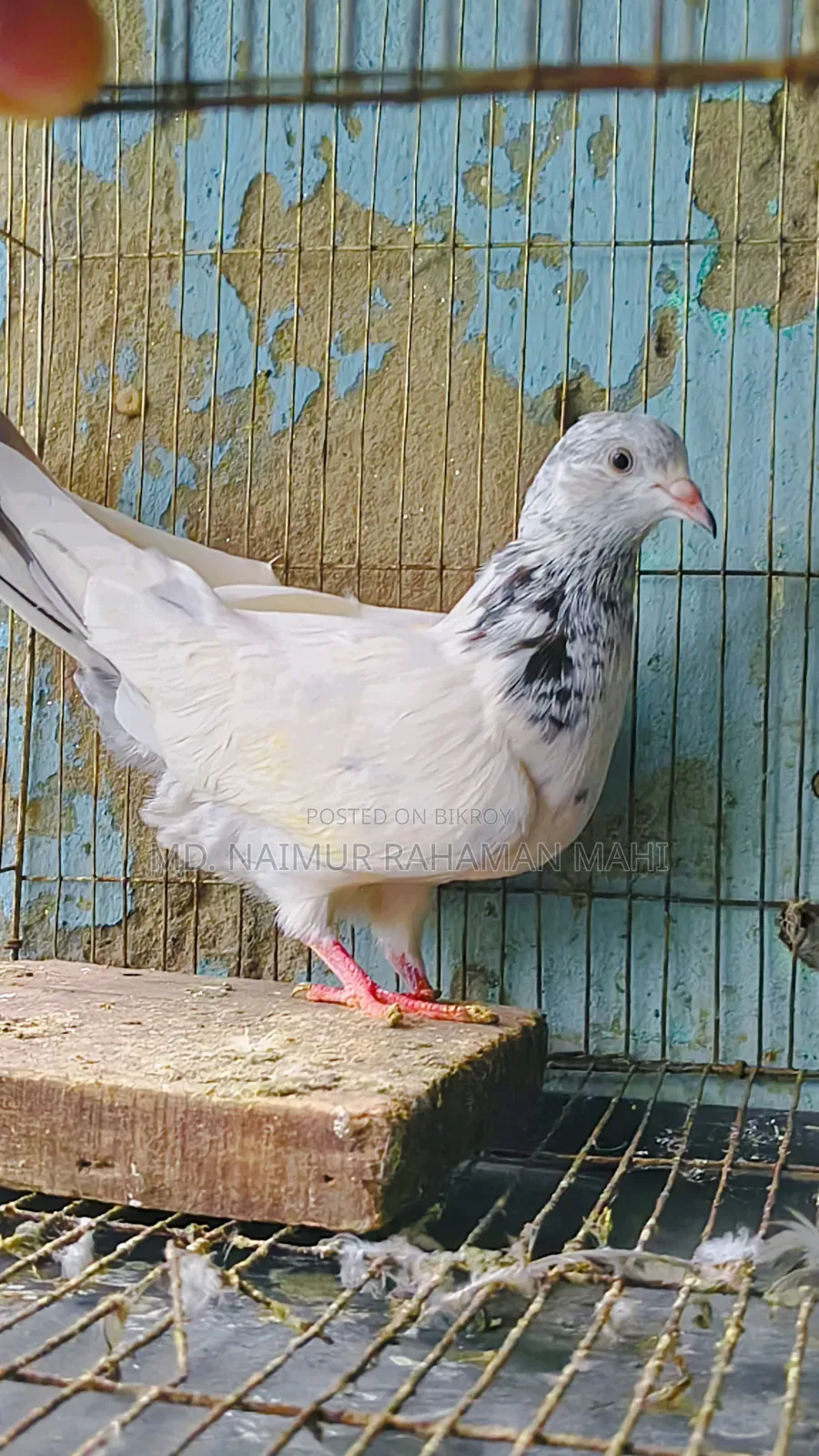 Pigeon bred from Golden and Dhakaiya