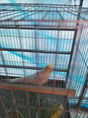 Lutino Cockatiel Male