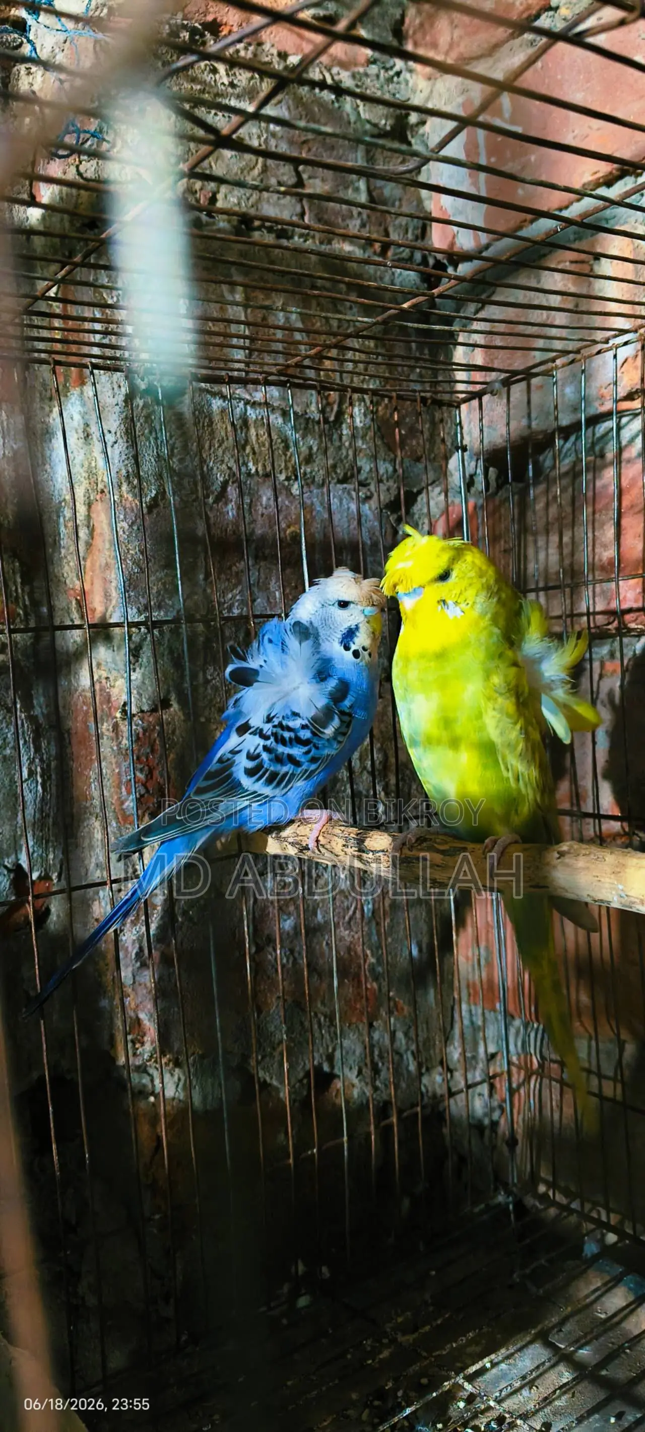 Jp Budgerigar