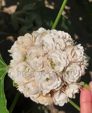 Hazari Beli