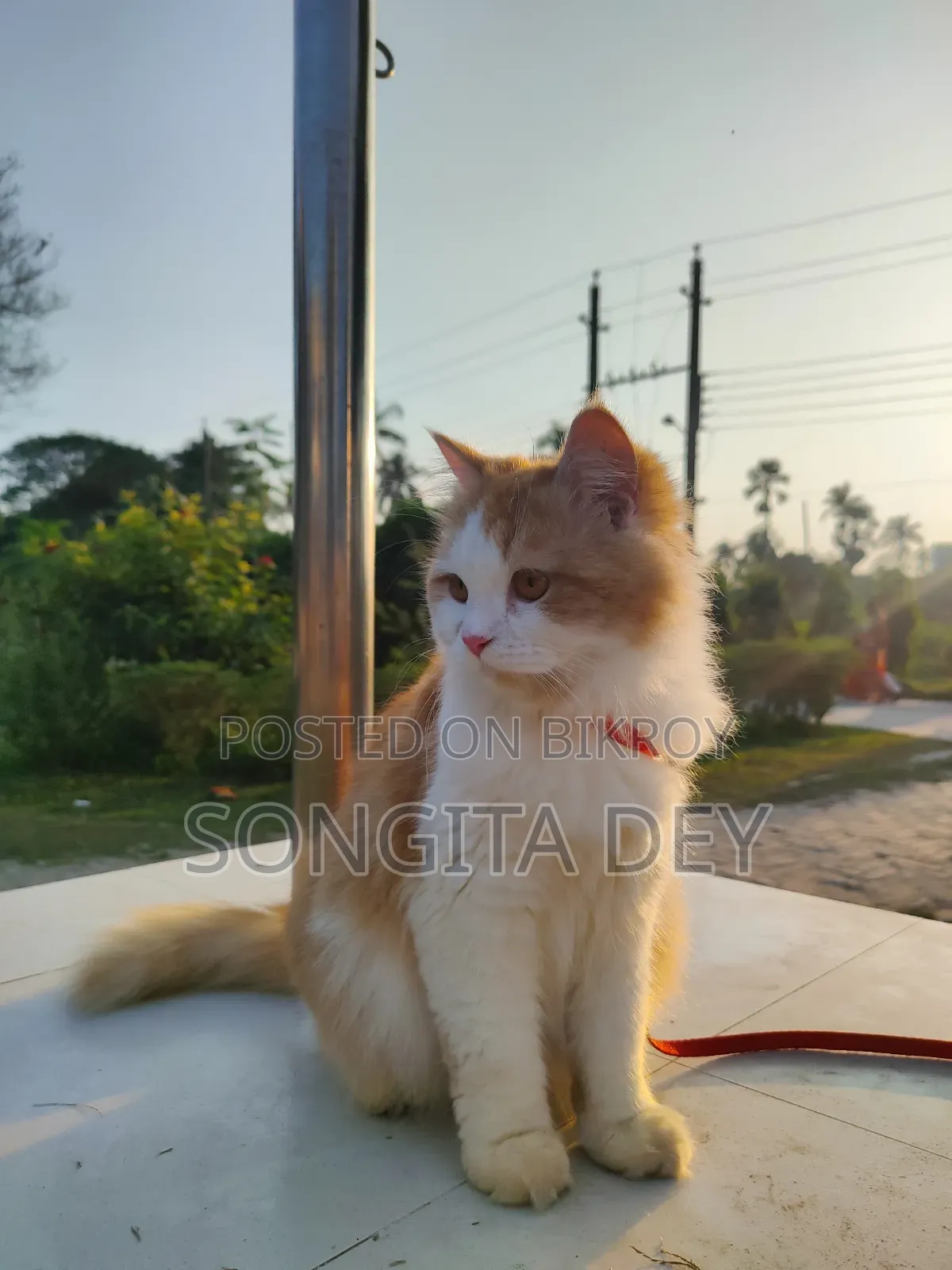 ১+ বছরের স্ত্রী বিশুদ্ধ পার্সিয়ান বিড়াল