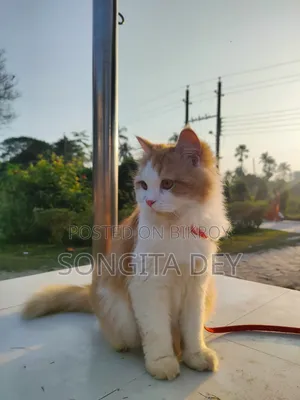 ১+ বছরের স্ত্রী বিশুদ্ধ পার্সিয়ান বিড়াল