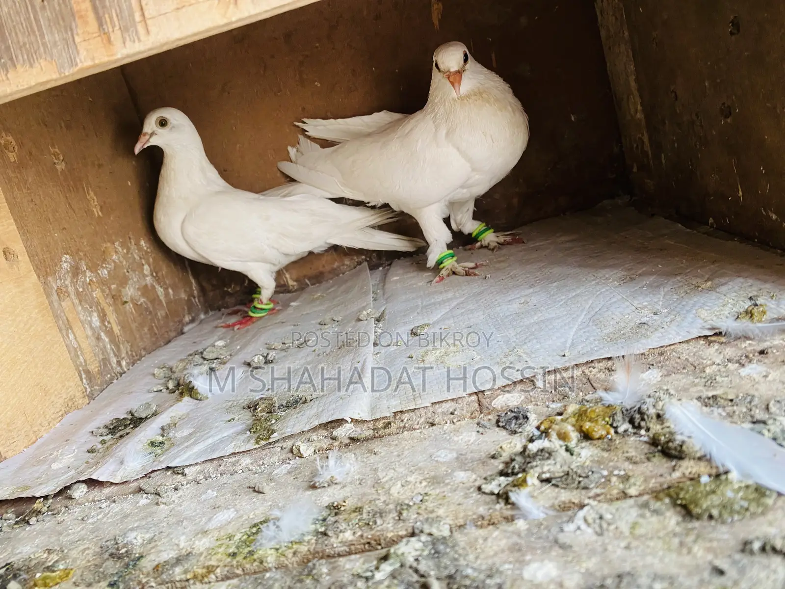 Healthy strong pigeons, one pair of white pigeons