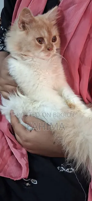 3-6 months Male Purebred Persian