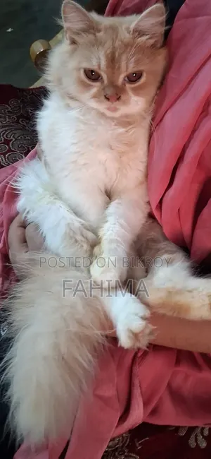 3-6 months Male Purebred Persian