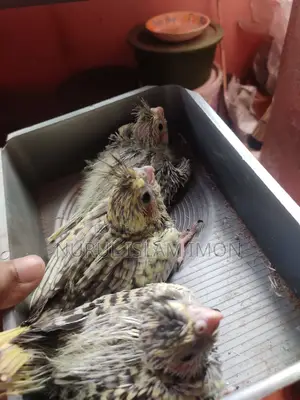 ককাটেল টেম সাইজ বেবি