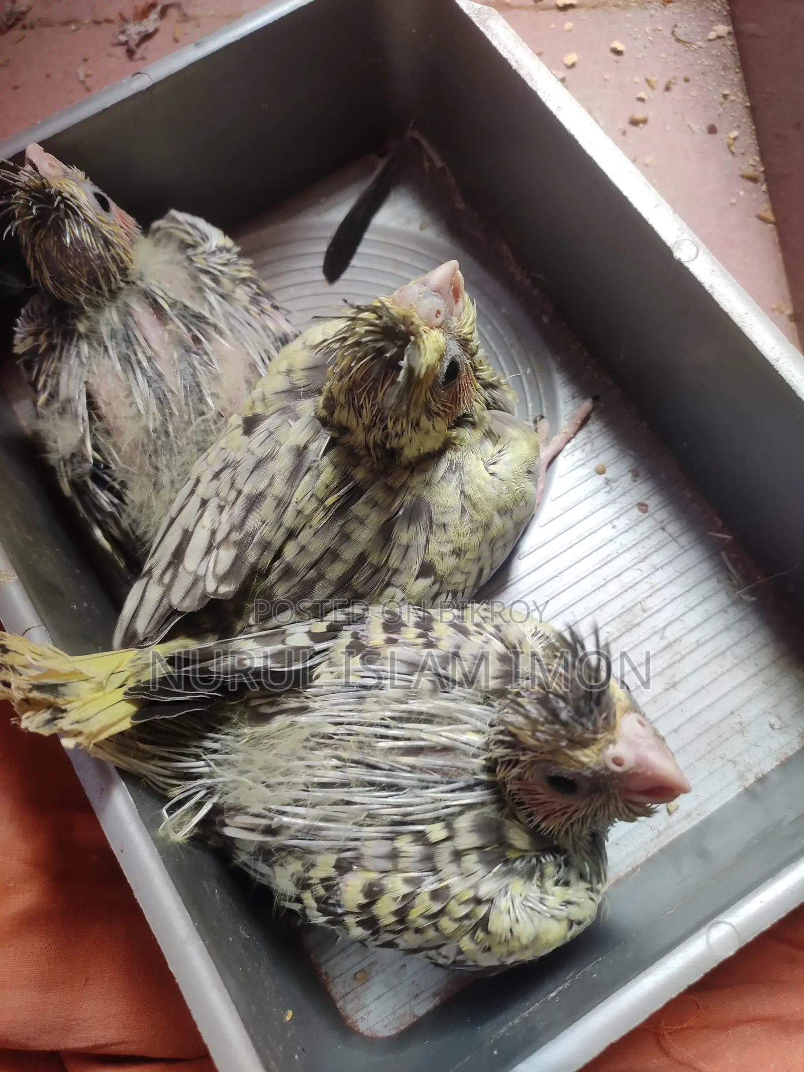 ককাটেল টেম সাইজ বেবি