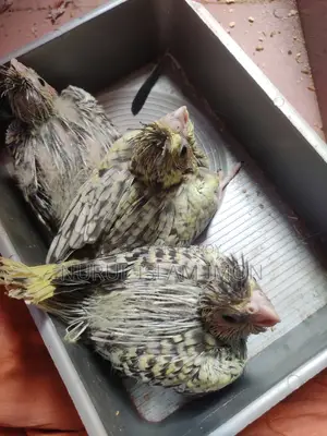 ককাটেল টেম সাইজ বেবি