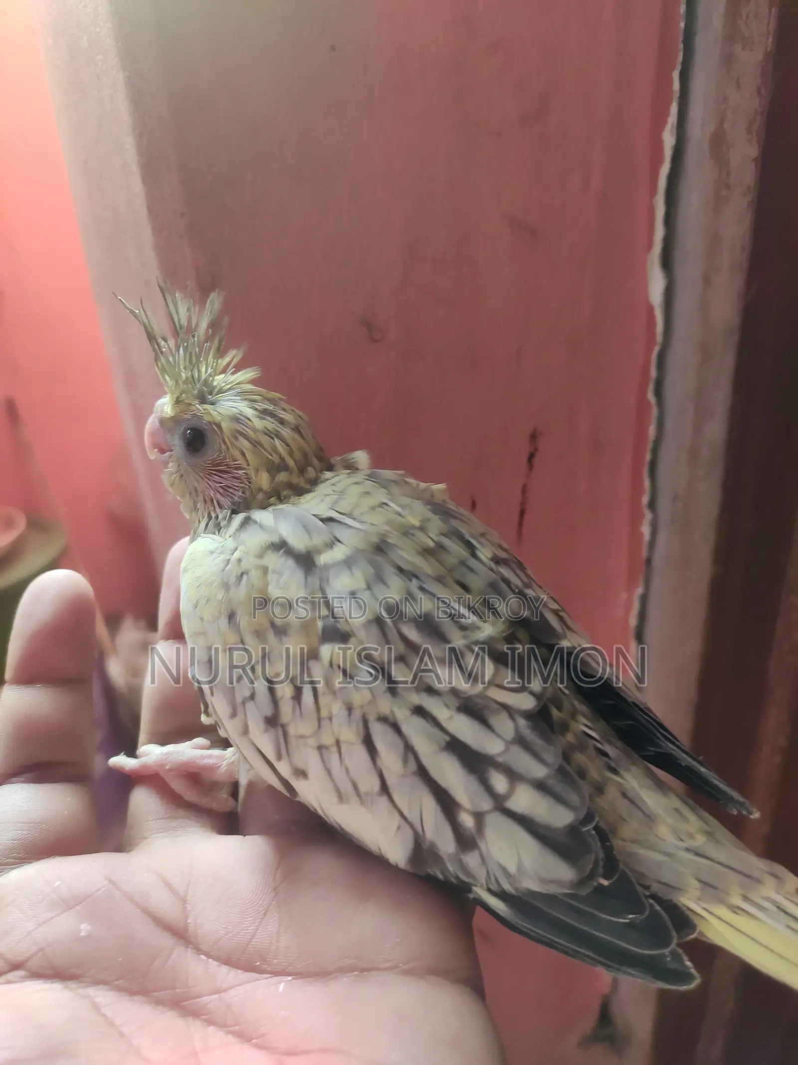 ককাটেল টেম সাইজ বেবি