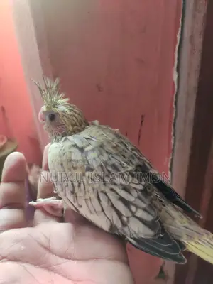 ককাটেল টেম সাইজ বেবি