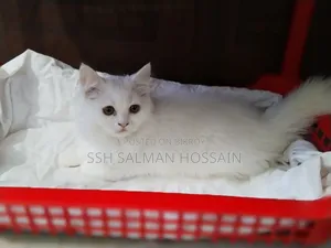 ৩-৬ মাস বয়সী পুরুষ পার্সিয়ান বিড়াল
