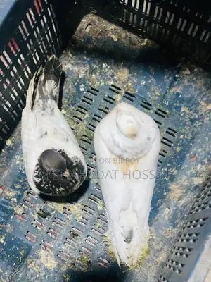 Healthy and active pair of Giribaz pigeons