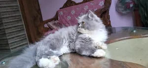 3-6 months Male Purebred Persian