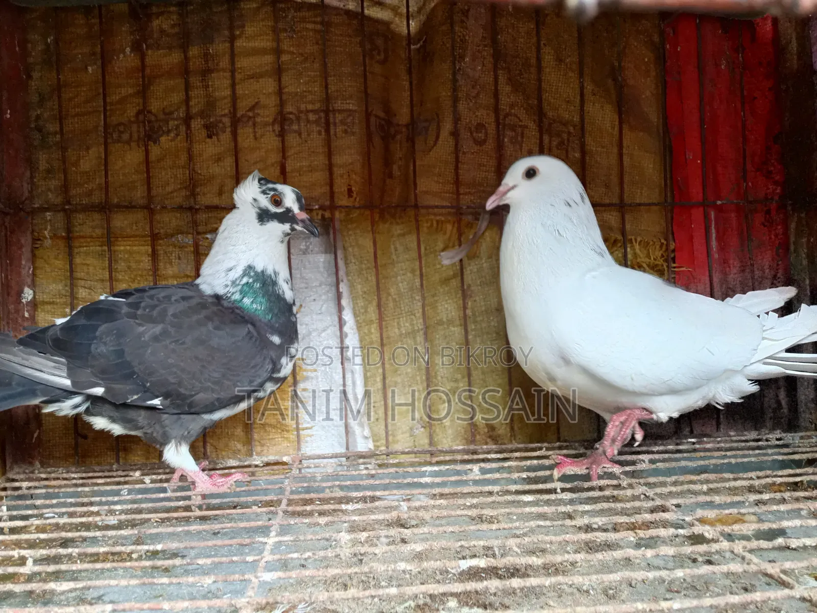 A pair of running Golla pigeons for sale.