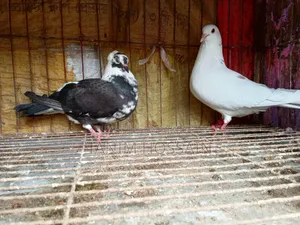 A pair of running Golla pigeons for sale.