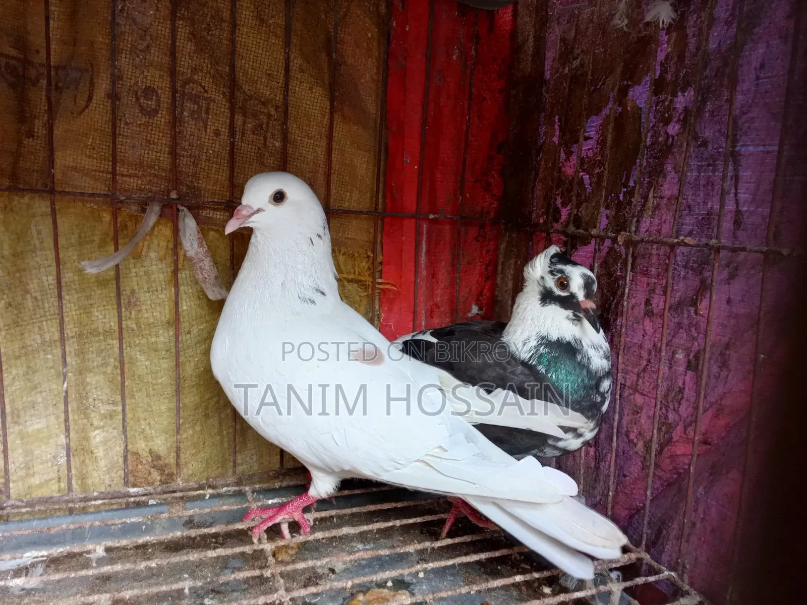 A pair of running Golla pigeons for sale.