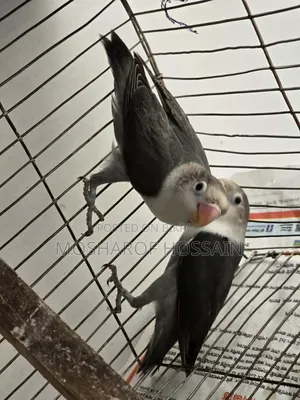 Love Bird Pakhi